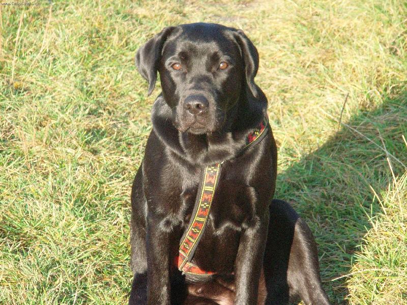 Foto: Takov� hodn� pejsek