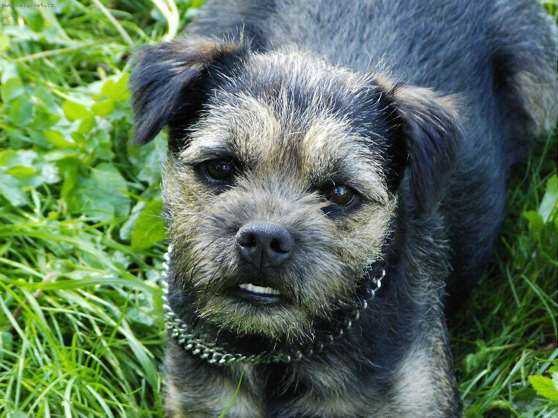 Foto: Ty o�i...-Border je tak �karedej, a� je n�dhernej...