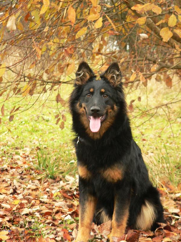 Foto: Palmirra Lukato Gold-na�e zlat��ko