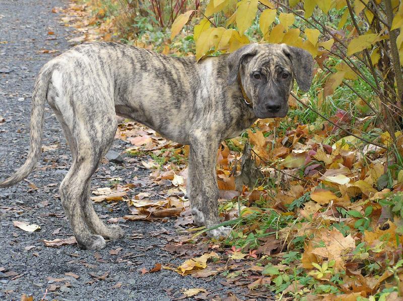 Foto: Na proch�zce...-Jessi, 5 m�s�c�