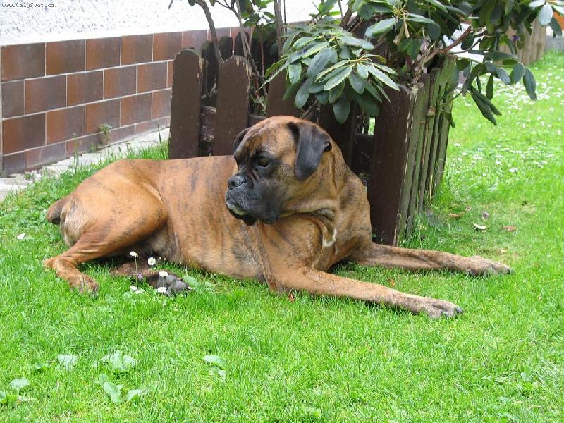 Foto: Bobou�ek-takovej kr�snej pufinek