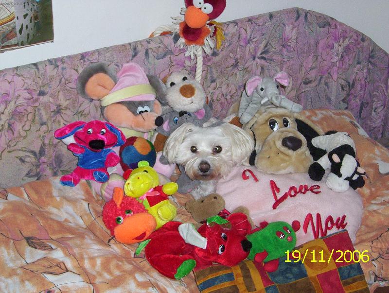 Foto: M� hra�ky...vlastn� jen polovi�ka:)-Max��ek mezi sv�mi hra�kami...m� r�d jen ply�ov�:)