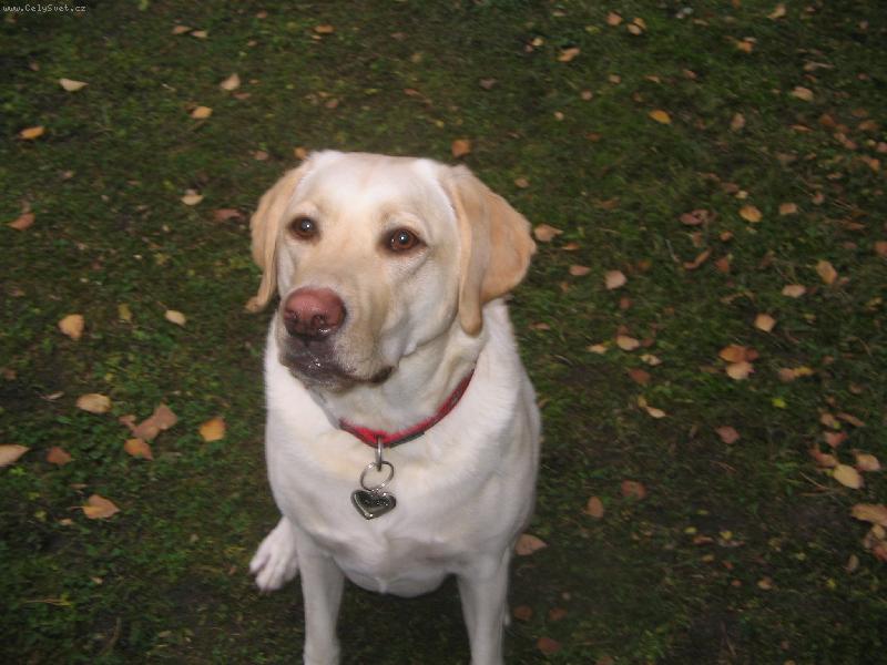 Foto: Podzim-Meginka �ek� na granulku