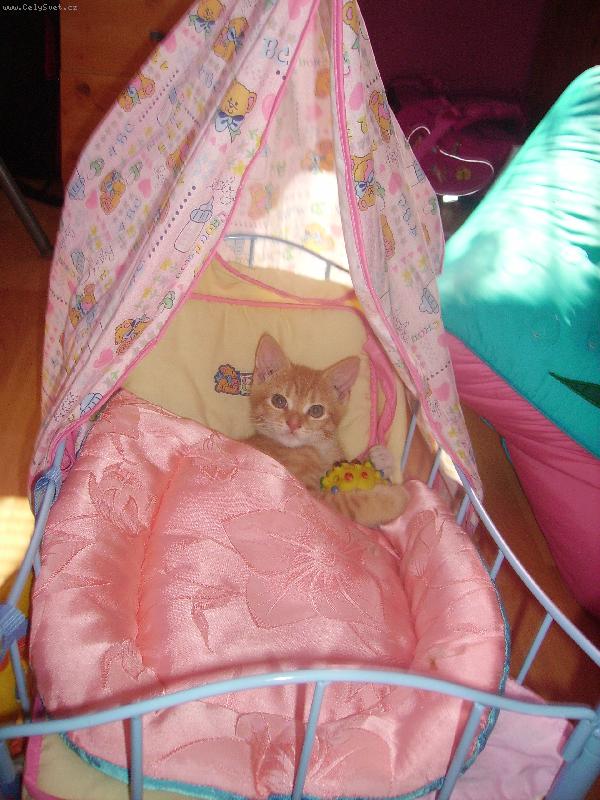 Foto: zrzek-vid�te mn� j� jsem hodn�!