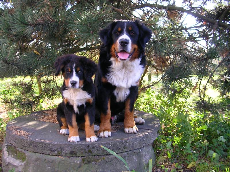 Foto: Max a Sam-nejlep�� kamar�di