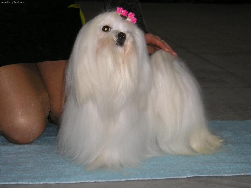 Foto: GIPSY GIRL PLEASURE OF FRIENDSHIP