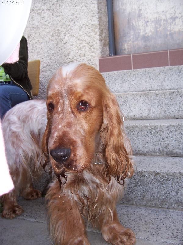 Foto: DAR ODrostl� �t�n�-DAR roste do s�ly