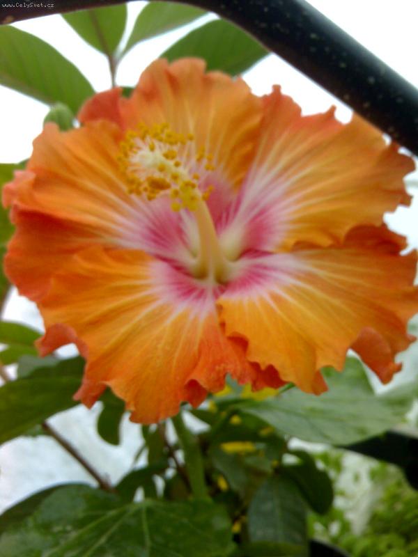 Foto: Flame-...kone�n� jsem se do�kala kv�tu....