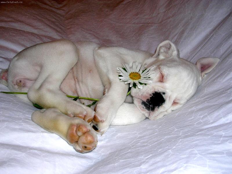 Foto: Anninka-b�l� n�meck� boxer