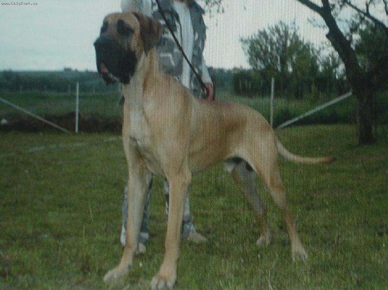 Foto: TAK  TO JSEM J�-ALBORG  BISDOG BOHEMIA -KRYC� PES