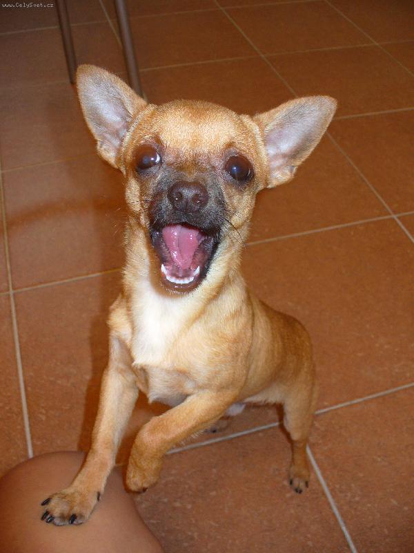 Foto: Vesel� �ivav�k-Fenri m� prost� dobrou n�ladu