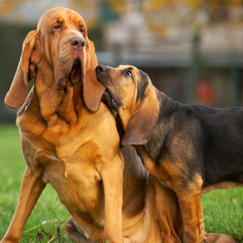 Foto: Bloodhound� symfonie-t�ta a syn : Cambridge a Vestigator