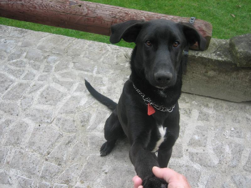 Foto: malorsk� ov��k-cao de bestiar