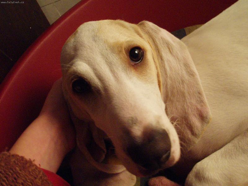 Foto: fenka-5.m�s�c�-tonda(rod.jm.:Besi)