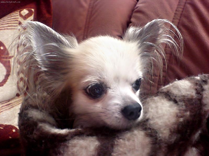 Foto: Dustin-Toto je n� malej Hoffman zabalenej po koupeli v dece. Ano je to herec!