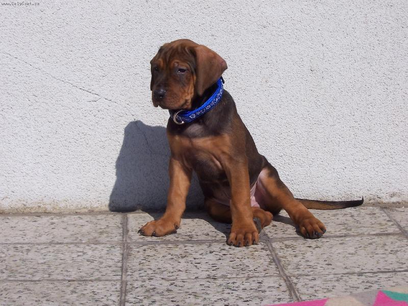 Foto: Cayroschi Diamant Severu