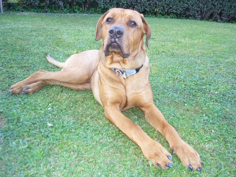 Foto: Cayroschi Diamant Severu