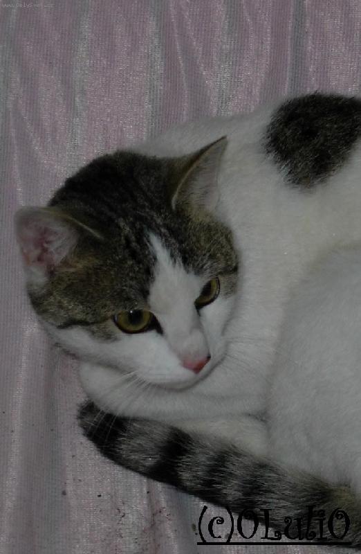 Foto: Pohod�� plemene Ko�ka dom�c�=)-je to takov�,mal� lenoch=)