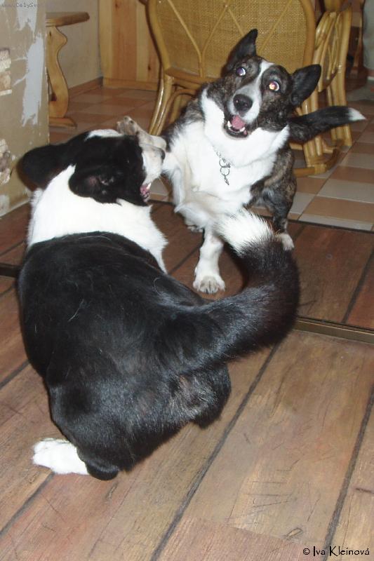 Foto: Takhle si um�me hr�t - www.luckyveles.wz.cz