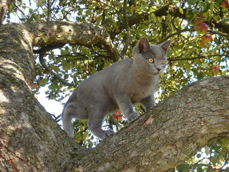 Foto: Bluefee-Bluefeek na strome