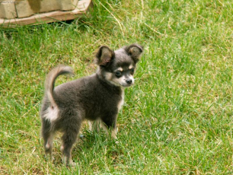 Foto: chucky-bojovn�k ve vysok� tr�v�