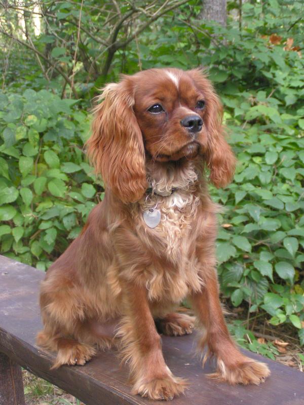 Foto: Eddie-Tohle je n� osmimes��n� rub�nek Eddie z Panstv� Lomnice.