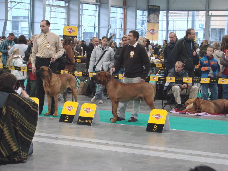 Foto: Sv�tov� v�stava Pozna�  06-Uruwashii Tosa Centrum - CWC, R.CACIB