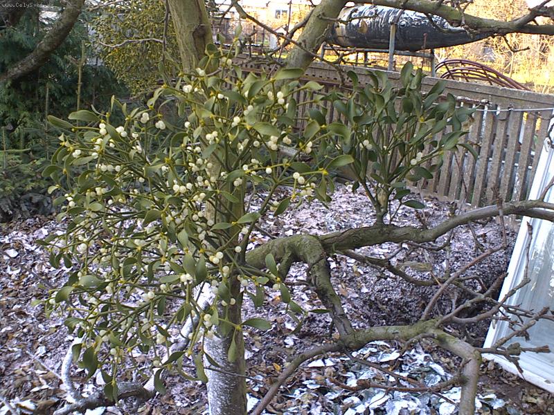 Foto: jmel� na m� zahrad�