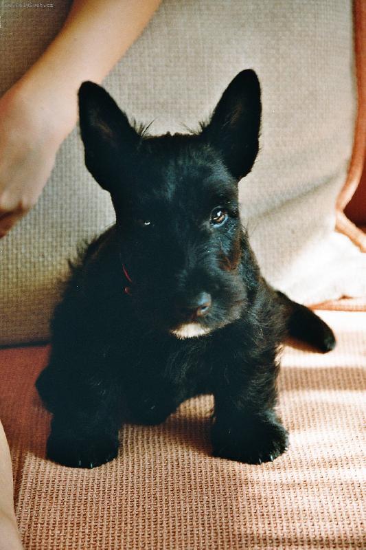 Foto: Skotsk� teri�r Vanilka dev�t t�dn�