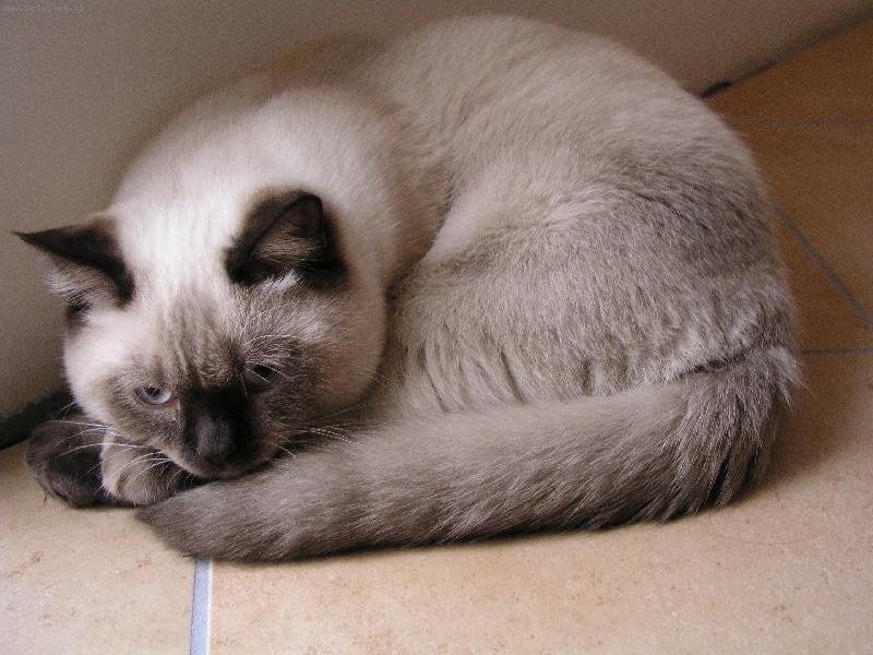 Foto: Sugar Dream�s EEDEN - Eda-To je otrava, le�et na zemi...