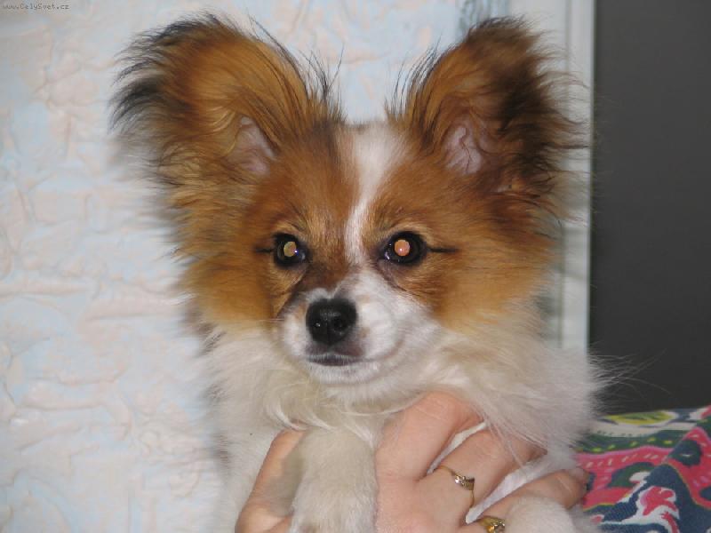 Foto: Estel porubsk� kv�t-m�m 4 m�s�ce