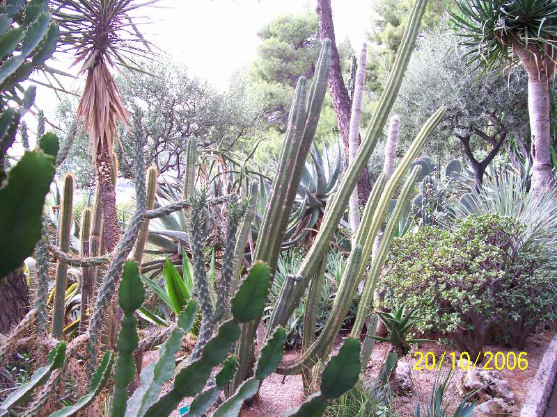 Foto: Monako-Terasov� zahrady u Oce�nografick�ho muzea.