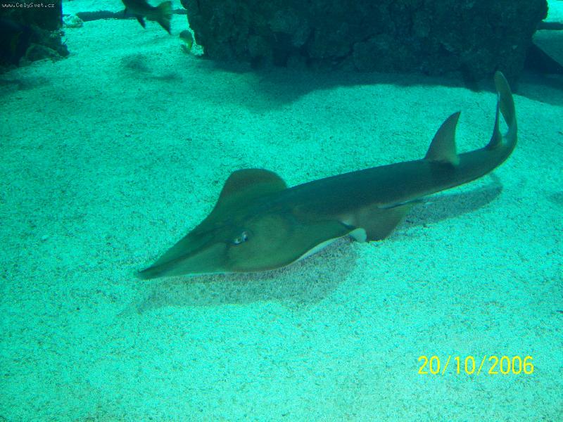 Foto: Monako-Ob�� akv�ria Oce�nografick�ho muzea.