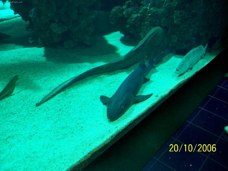 Foto: Monako-Ob�� akv�ria Oce�nografick�ho muzea.