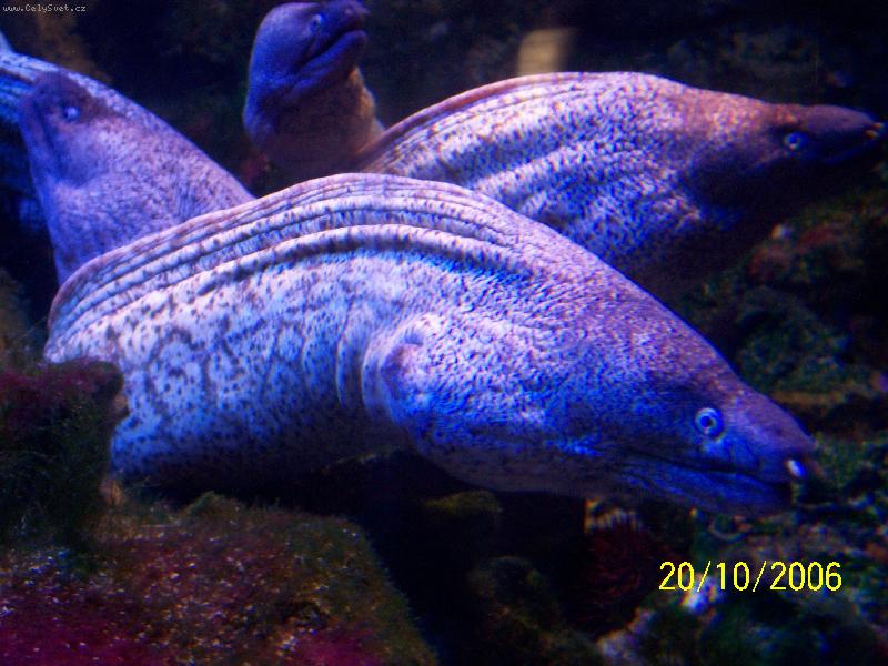 Foto: Monako-Ob�� akv�ria Oce�nografick�ho muzea - mur�ny