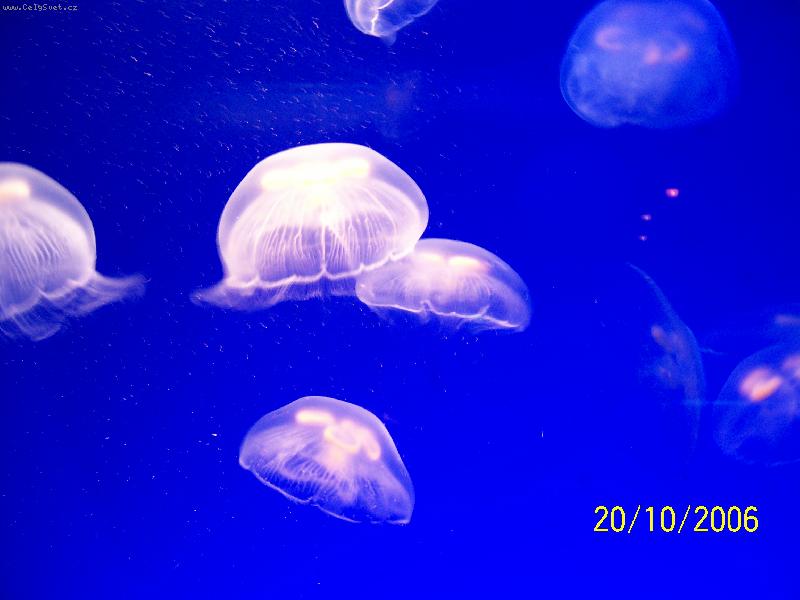 Foto: Monako-Ob�� akv�ria Oce�nografick�ho muzea - med�zy