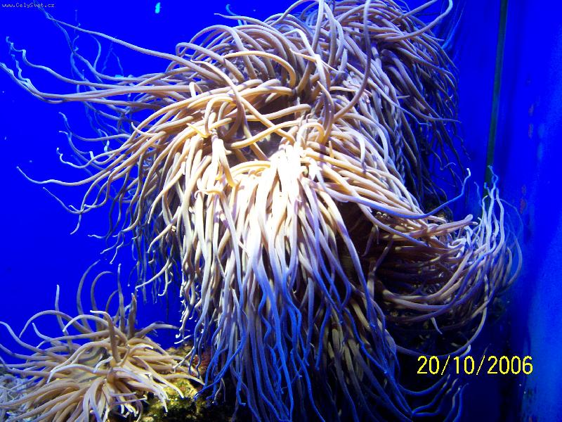 Foto: Monako-Ob�� akv�ria Oce�nografick�ho muzea - sasanky