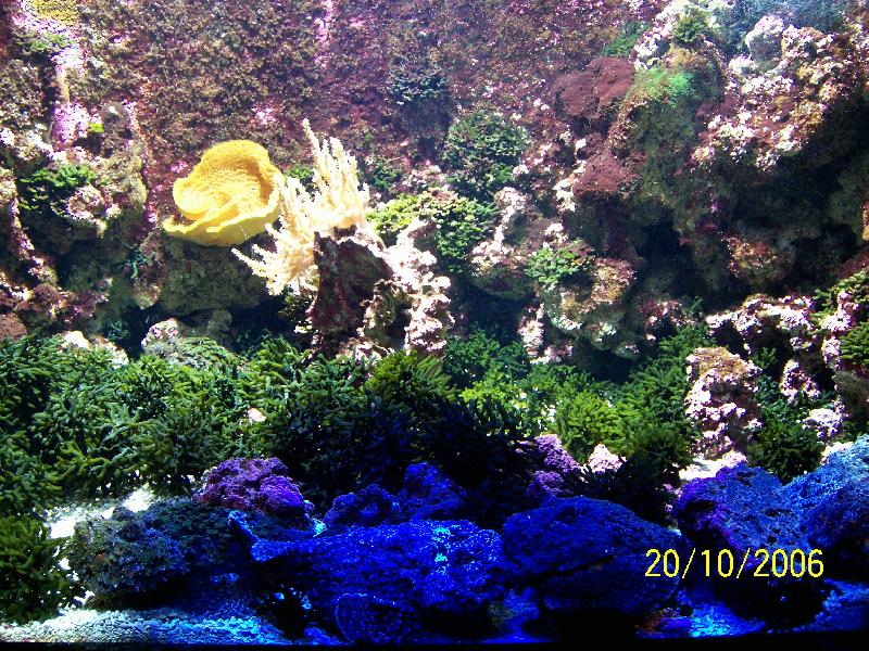 Foto: Monako-Ob�� akv�ria Oce�nografick�ho muzea - barevn� podmo�sk� sv�t