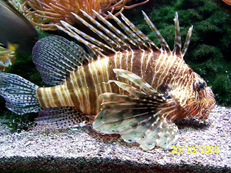 Foto: Monako-Ob�� akv�ria Oce�nografick�ho muzea - perut�n