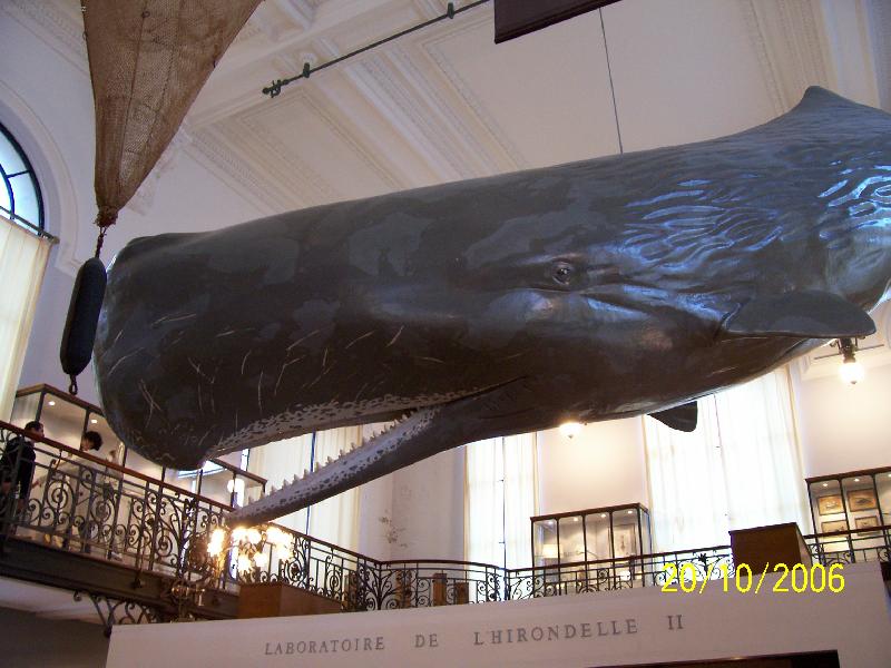 Foto: Monako-Expozice Oce�nografick�ho muzea.