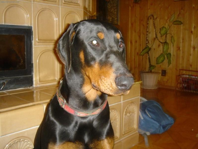 Foto: Dneska mam narozky, je mi 7 mesicu.-Enzo