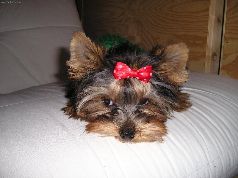 Foto: Daisy z Poruby-Daisy z Poruby