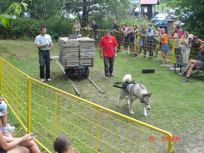 Foto: Alja�sk� malamut p�i pullingu