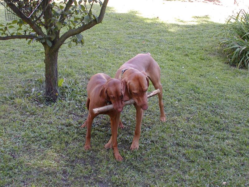 Foto: Erik od Veselsk�ho jezu (Mates)-Spole�n� aport Matesa a Lucy :)