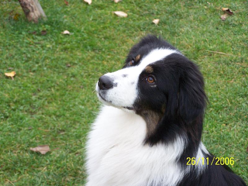 Foto: T�na (Agatha z Kamilkov� zahrady)-T�ne�ka je milou a veselou spole�nic� majitelky Zorky �tayrov�