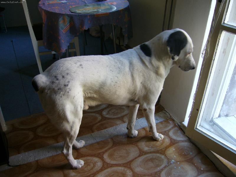 Foto: Pus�te m� na ten balkon-Pedro SAO