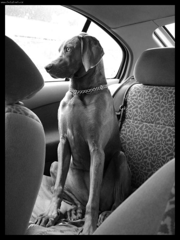 Foto: Ambra od Voka�ovsk�ho rybn�ka