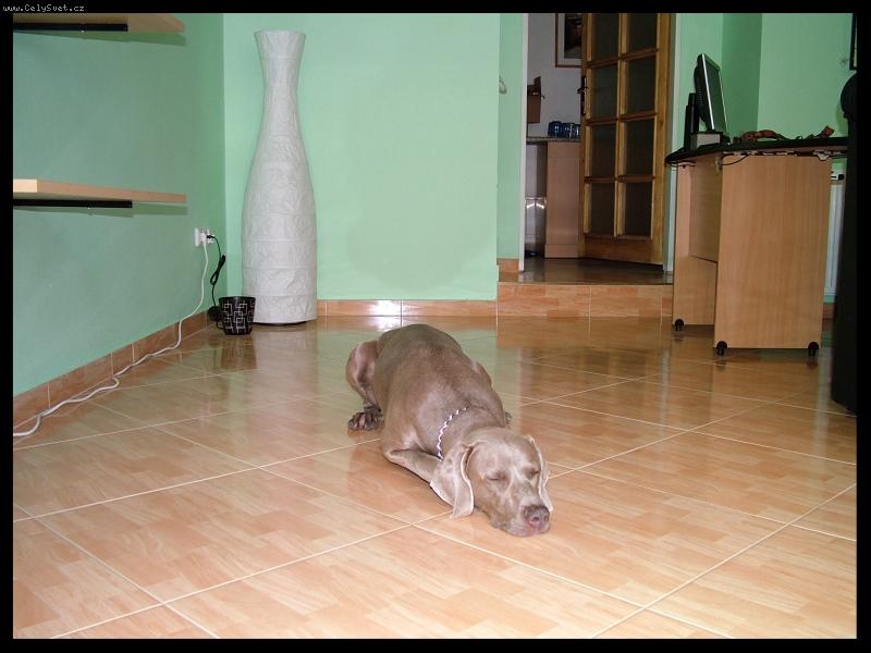 Foto: Ambra od Voka�ovsk�ho rybn�ka