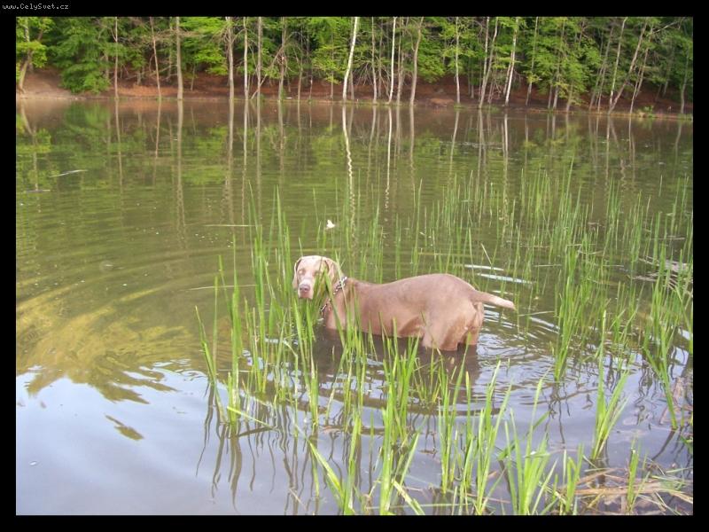 Foto: Ambra od Voka�ovsk�ho rybn�ka