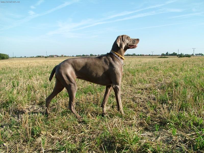 Foto: Ambra od Voka�ovsk�ho rybn�ka